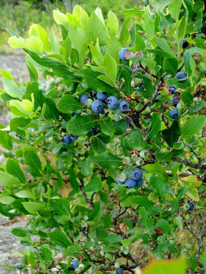 Growing Blueberries A Plant for All Seasons Old Farmer's Almanac